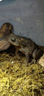 2x buto marinus Frösche