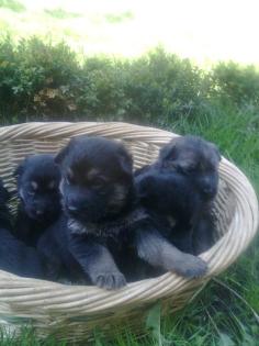 Schäferhundwelpen
