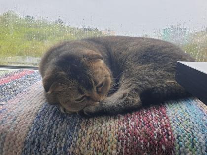 Kastrierter Kater Scottisch Fold 4 Jahre alt