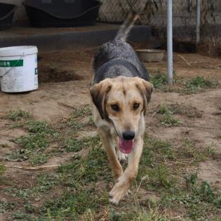 Mina / Status sucht ein Zuhause