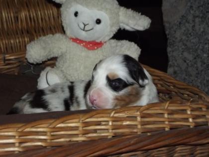 Wunderschöne Australian Shepherdwelpen mit ASCA-Papieren abzugeben