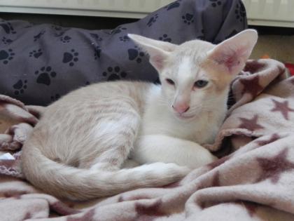 Wunderschöne Orientalenkitten mit Papiere suchen ab sofort ein neues zu Hause