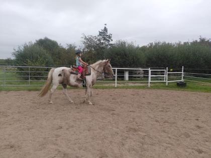 Wunderschöne Appaloosa Mix Stute