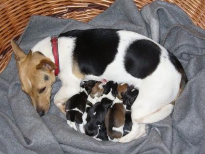 Jack Russel Welpen 8 Wochen ENTWURMT