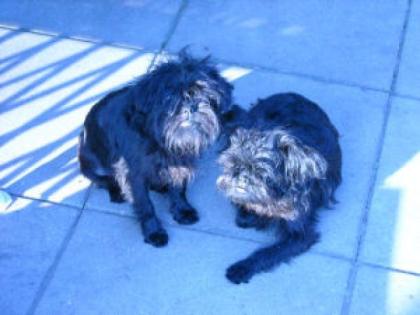 Affenpinscher Jungrüde