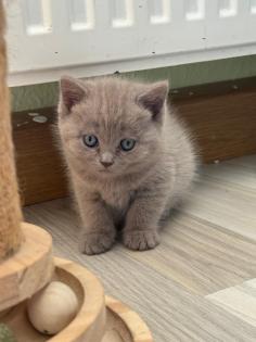 Noch 3 süße BKH Kitten suchen ab Anfang September ein neues zu Hause