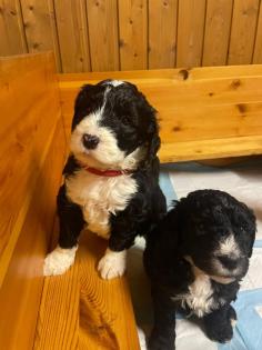 Sheepadoodle Welpen