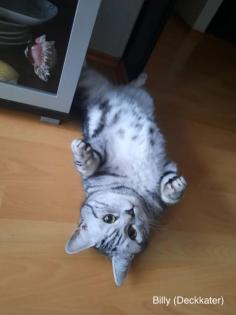 BKH-Silver/Golden Tabby Kitten suchen neues zuhause