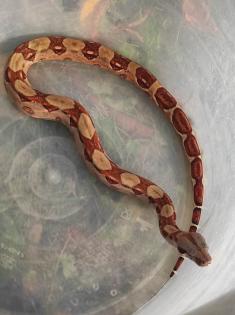 0. 0. 4 Boa Imperator von April 23
