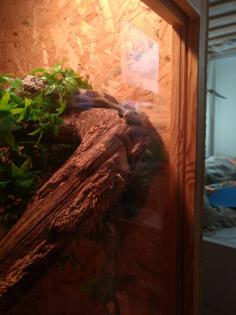 Riesige Kornnatter in großem Terrarium