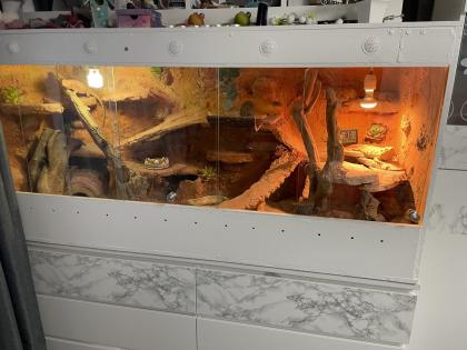 Terrarium mit Bartagamen Pärchen 2. J