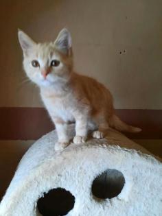 Süße BKH/ Maincoon Kitten suchen Dosenöffner