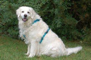 WHITHE AMY - weiblich 9 Jahre 55 cm 36 kg Golden Retriever Gechipt Kastriert Mit Ahnentafel