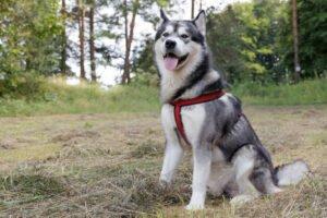 MuBalu - männlich 2 Jahre 65 cm 40 kg Alaskan Malamute Gechipt Kastriert