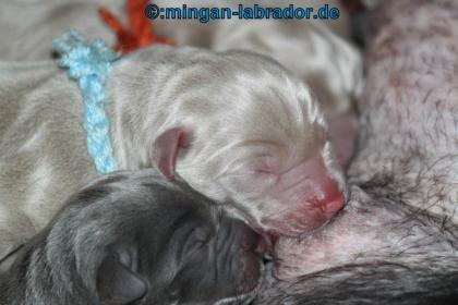 Labrador Retriever premium Welpen, light Silber, light Charcoal