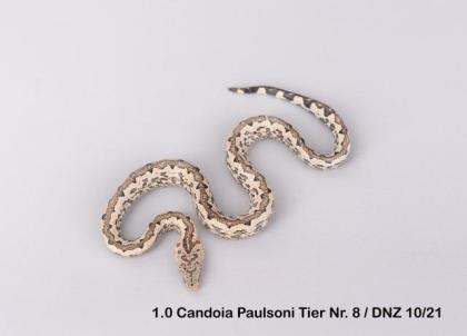 Candoia Paulsoni St. Isabel Nachzuchten