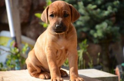 Rhodesian Ridgeback Welpen mit PP Abnahme August 2021