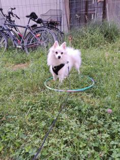 Bella sucht ein neues Zuhause