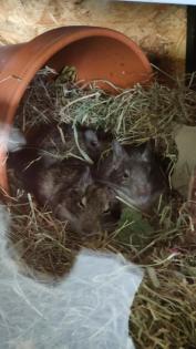 3 liebe Degu Männchen abzugeben