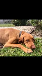 Vizsla, Ungarischer Jagdhund
