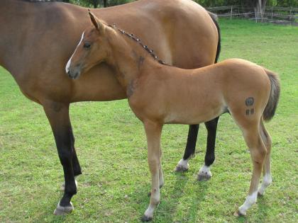 Deutsches Reitponyhengstfohlen 2021