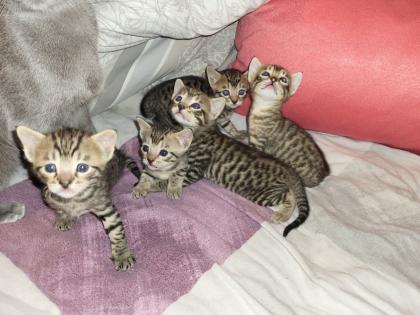 EDELMIX Russisch Blau Bengal Kitten - 2 Jungs 3 Mädchen