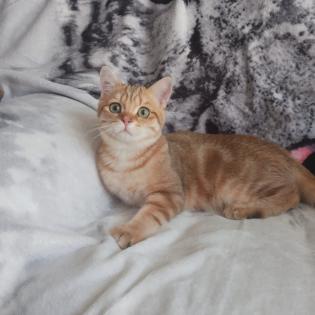 Reinrassige BKH Kitten Gold