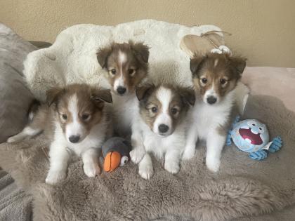 Süße Sheltie Welpen suchen einen Platz zum kuscheln