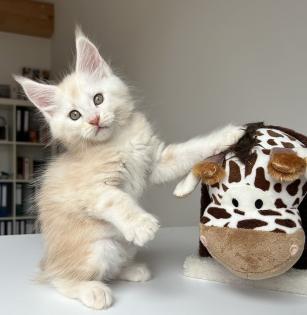 Maine Coon Boys abzugeben