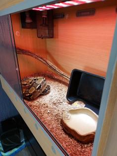 Boa Constrictor Imperator inklusive Terrarium