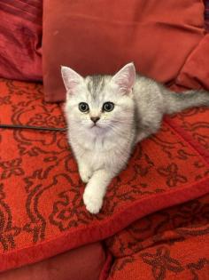 Reinrassige Britisch Kurzhaar Katzenbabys suchen ein schönes zuhause