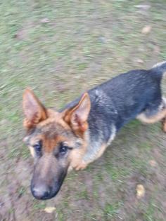 Deutsche schäferhund Welpe