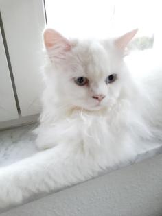 Traumhaft schöner schneeweißer Perserkater mit Nase