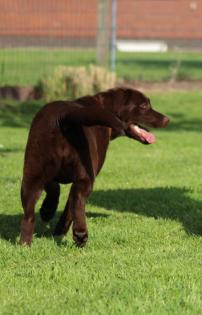 Labrador Welpen Reinrassig