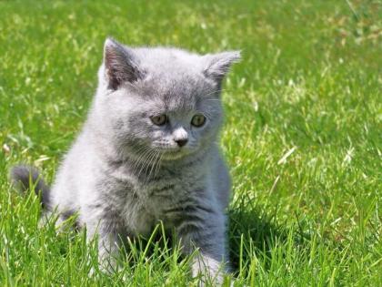 BKH Kitten reinrassig, mit Stammbaum