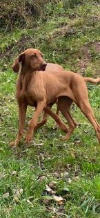 Wunderschöne reinrassige Magyar Vizsla Hündin