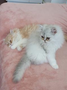 Perser Katzen suchen neues Zuhause