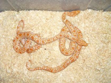 1, 1 Albino Tigerpython albino het. albinogreen NZ. 05/10
