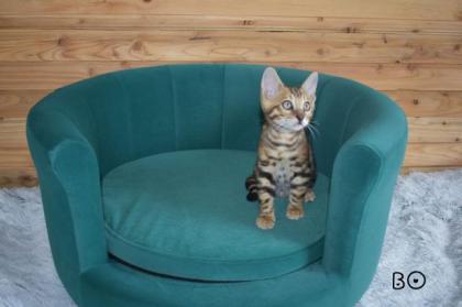 Bengalkätzchen Bounty und Katerchen Bo suchen noch ihr Traumzuhause