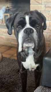 Boxer sucht ein Zuhause