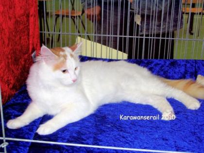 Verkaufe Deckkater Türkisch Van