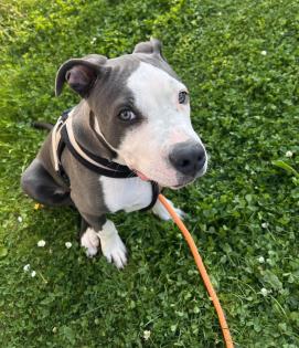 American Bully Rüde 6 Monate