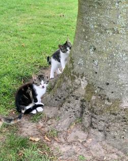 Kitten, Katzenbabys, Hofkatzen