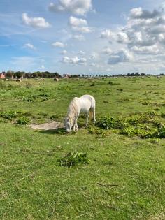 Shettys, Welsh - Pony - Schimmel, Stuten, Hengst zu verkaufen