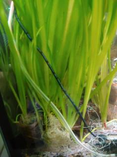 Pflegeleichte Aquarien-Pflanzen abzugeben.