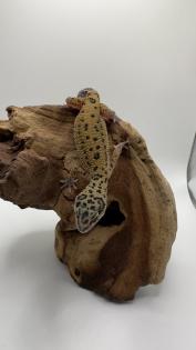 Leopardgecko 1. 13. 16