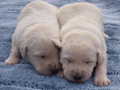 Doodle Welpen, weiß, Helle Labradoodle Welpen suchen ein neues zu Hause.