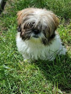 Shih Tzu sucht Familie