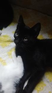 . sechs süße kitten Suchen.