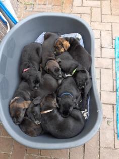 Labrador- Boxer Mischlings Welpen